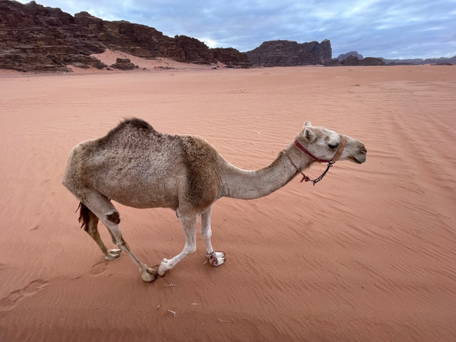       A camel in the desert landscape.
  