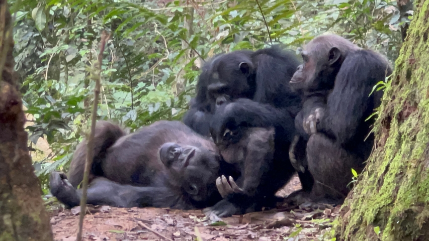       Group of chimpanzees resting in a forest environment.
  