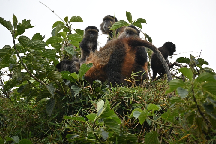       Group of monkeys sitting in a tree.
  