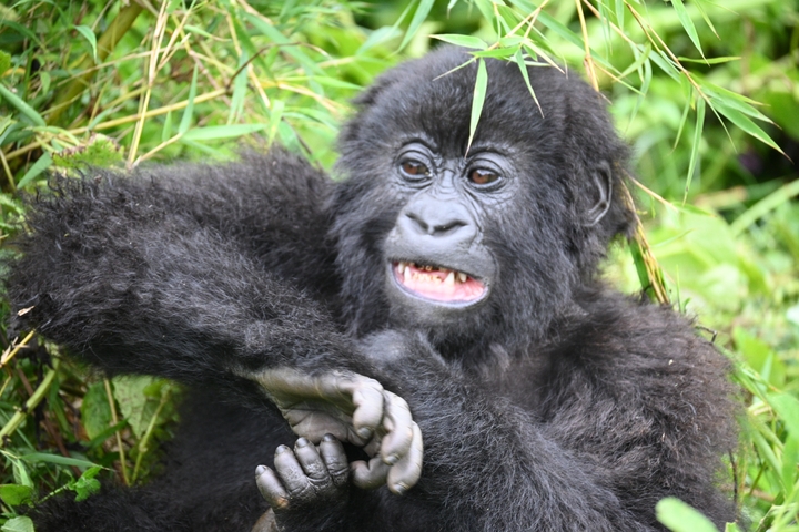       Young gorilla gazing in a lush environment.
  