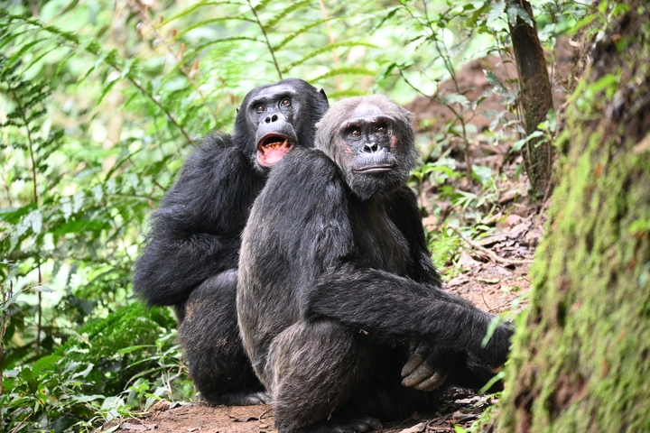       Two gorillas sitting in the forest
  