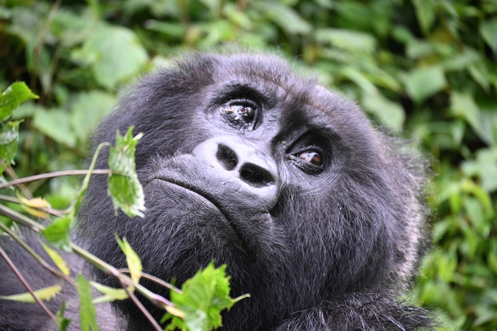       Close-up of a gorilla's face surrounded by green foliage
  