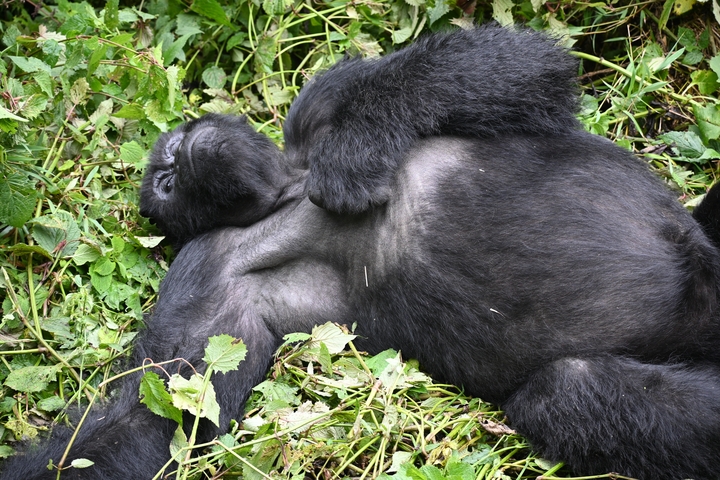       Gorilla lying on its back in the forest
  