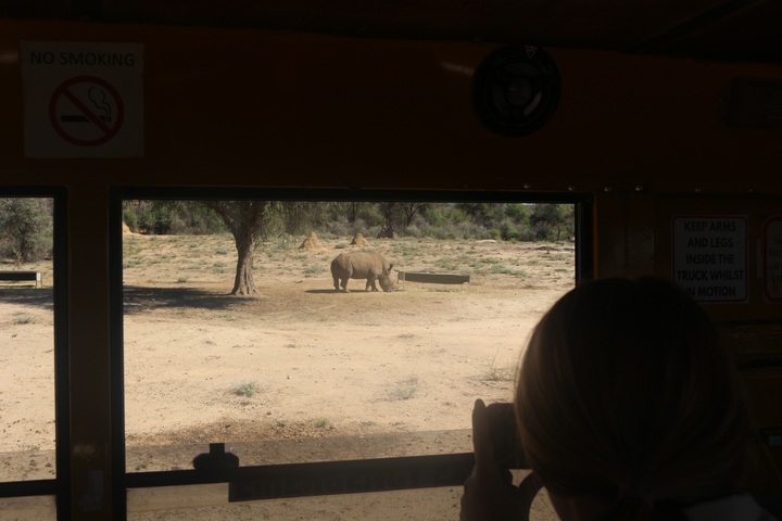 View through vehicle window showing a rhinoceros in a dry landscape.