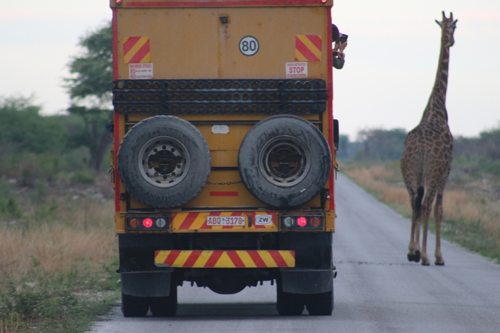 Safari truck driving on road with a giraffe nearby.