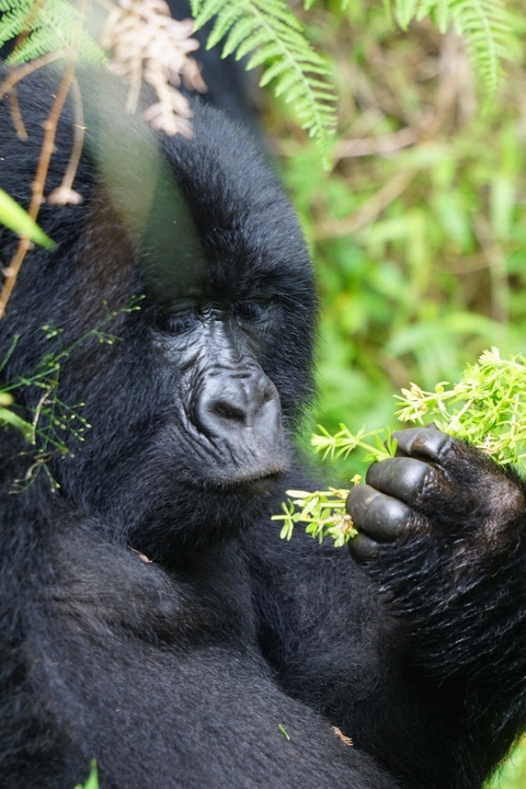 Close-up of a gorilla holding foliage.
