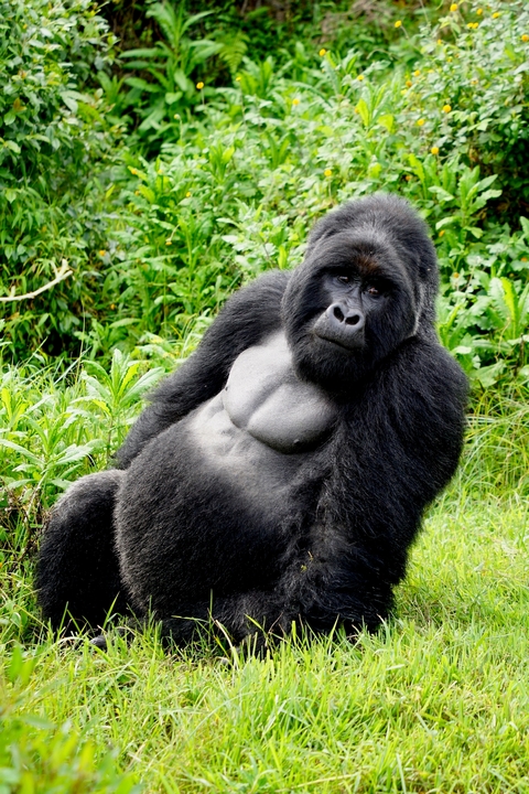 Gorilla sitting in a relaxed pose in greenery.
