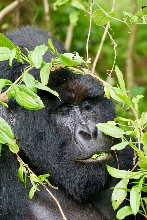 Gorilla's face surrounded by leaves.
