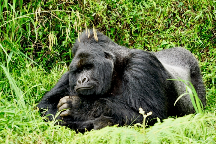 Gorilla lying on the ground in a natural habitat.