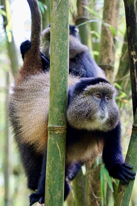 Monkey positioned on a tree branch.