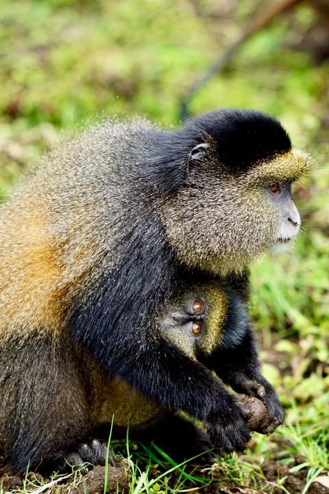 Monkey with its young clinging underneath.