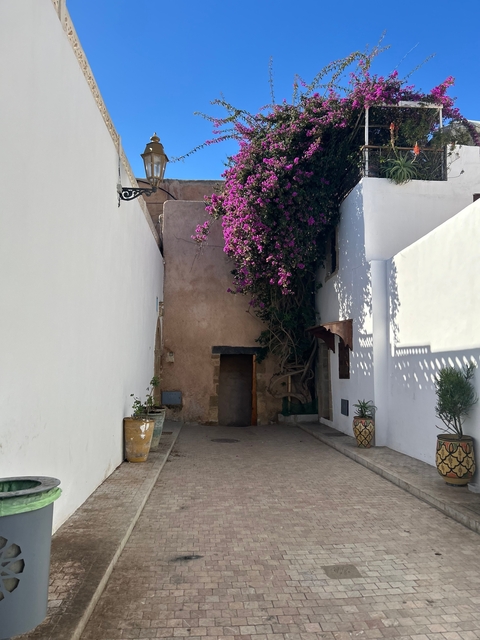       Narrow alley with white walls and a large purple flowering plant.
  