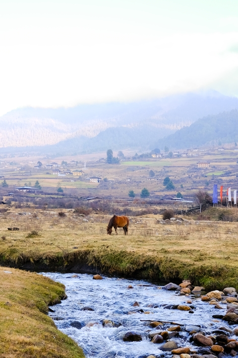 A pastoral scene in Phobjikha Valley, Bhutan, with grazing horse and traditional houses.
