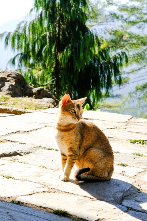       A portrait of a cat basking in the sunlight with a natural backdrop.
  
