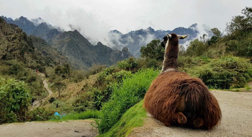 Llama sitting on a grassy hill overlooking a foggy mountain range.