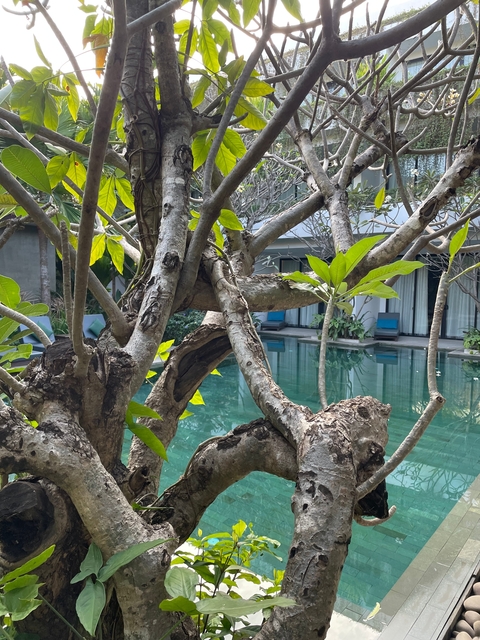      Tree branches framing a serene pool area.
  