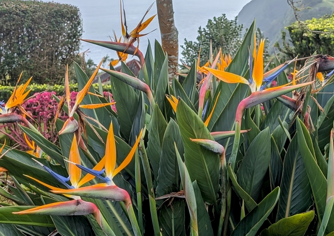       Birds of paradise flowers with rich greenery in the background.
  