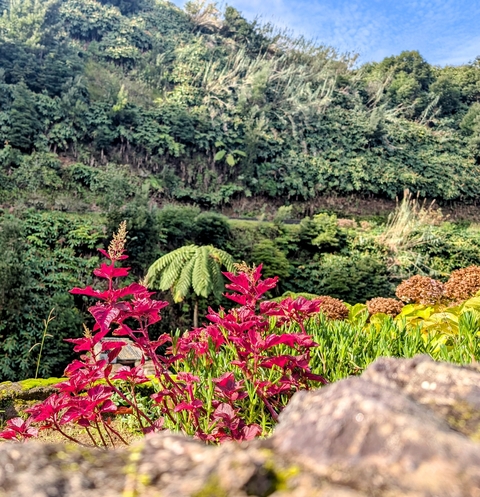 Vivid flowers with a lush tropical hillside in the background.