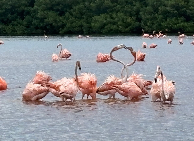 Flamingos standing in a shallow water body.