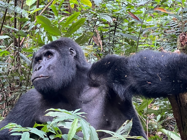 Gorilla sitting in a lush green forest looking to the side.