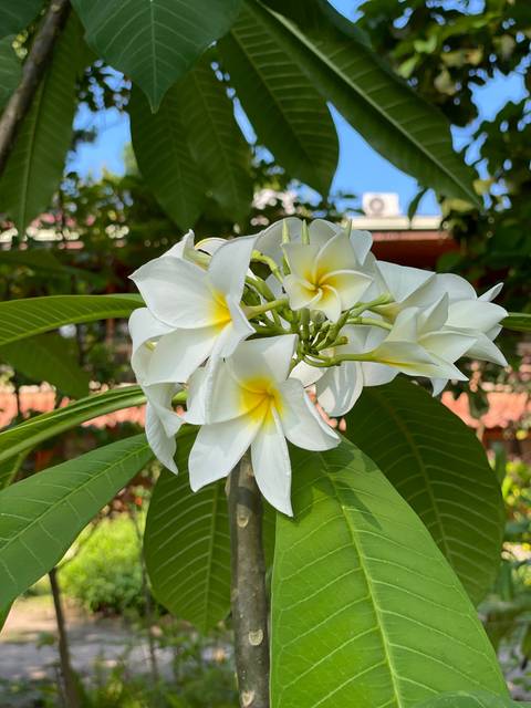 White flowers with yellow centers against a background of greenery.