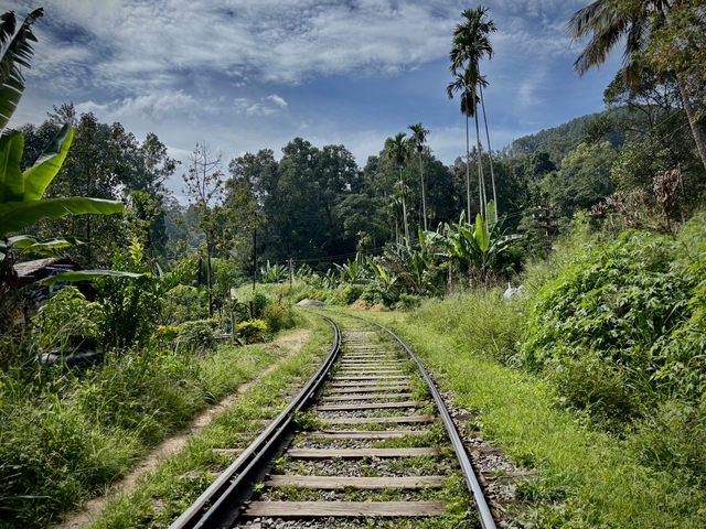 Railroad tracks through a dense green jungle landscape.