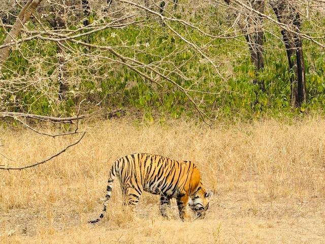 Tiger walking through tall grass in a forested area.