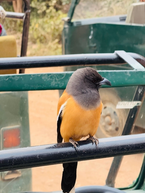 Close-up of a bird sitting on a vehicle.