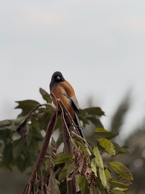 Bird perched on a branch against a cloudy sky.