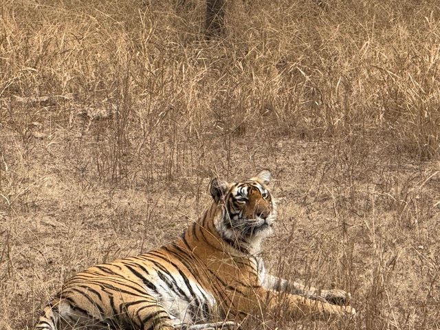 A tiger lying in dry grass looking towards the camera.