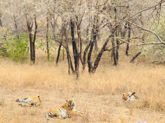 Three tigers resting in grass with trees in the background.