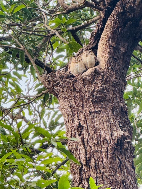       Photo d'avis client sur Aventures à Ranthambore - Safari animalier avec le Triangle d'Or - 7 jours 
  