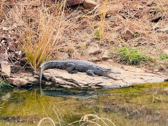 Crocodile basking on rocky ground near a body of water.