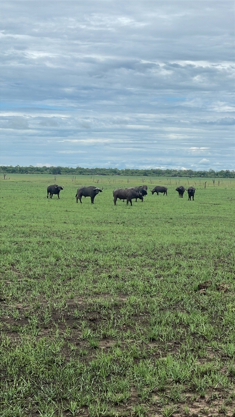 Herd of buffaloes grazing in a grassy field.