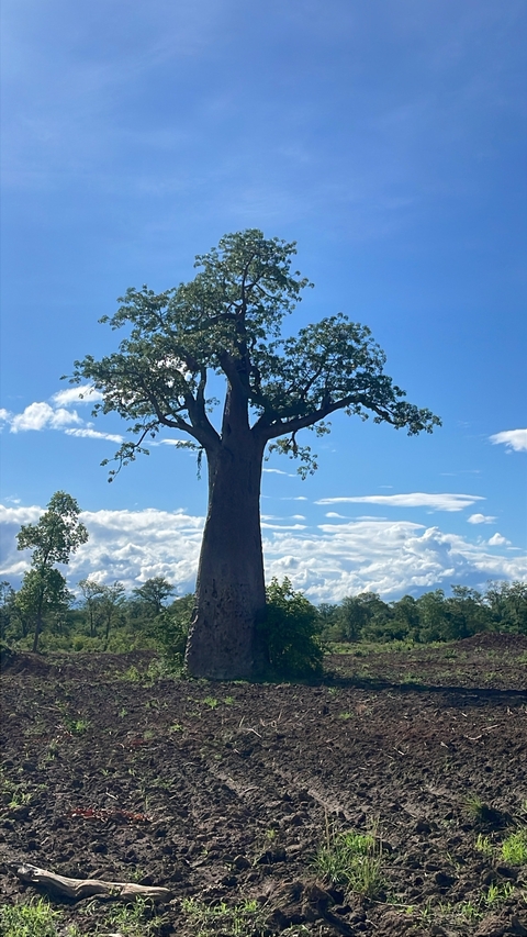       Large baobab tree under a bright blue sky.
  