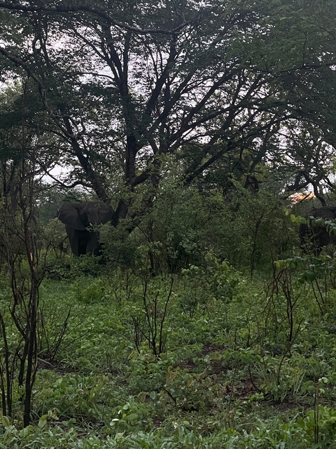 Elephant partially hidden behind trees.