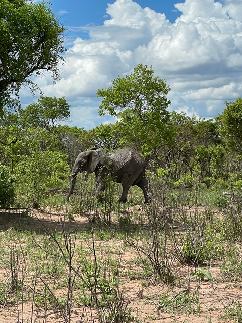       Elephant walking through a forested area.
  
