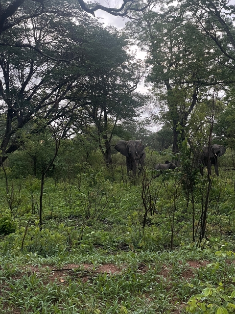       Elephants walking through a lush forest.
  