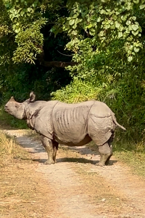       A rhinoceros walking on a path with greenery around.
  