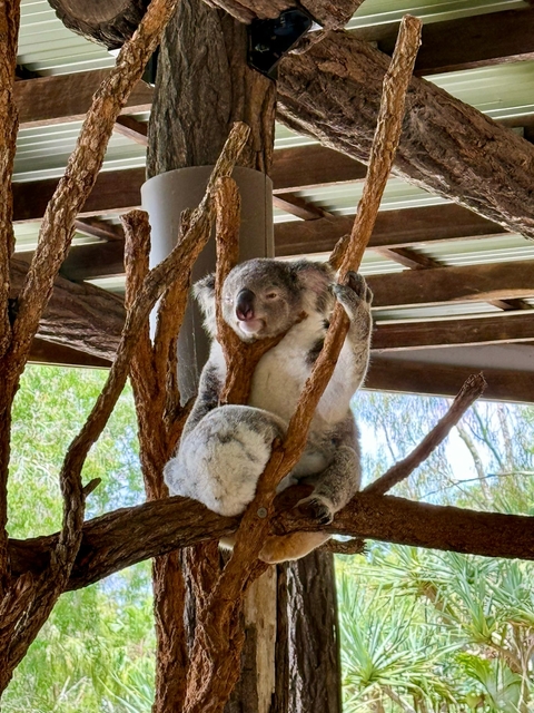 Koala sleeping in a tree.