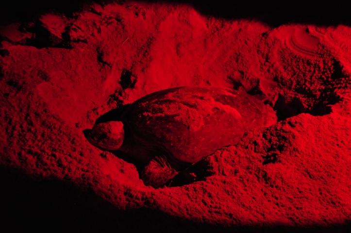 A turtle laying eggs on the beach under red lighting.