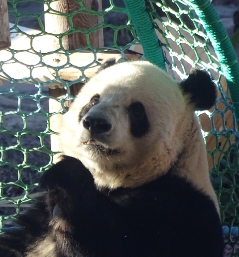 A close-up of a panda bear in an enclosure.
