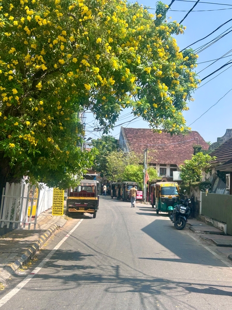       Street scene with tuk-tuks and flowering trees.
  
