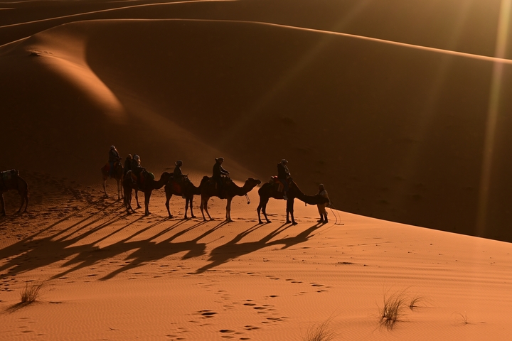       Camels and shadows cast on sand dunes.
  