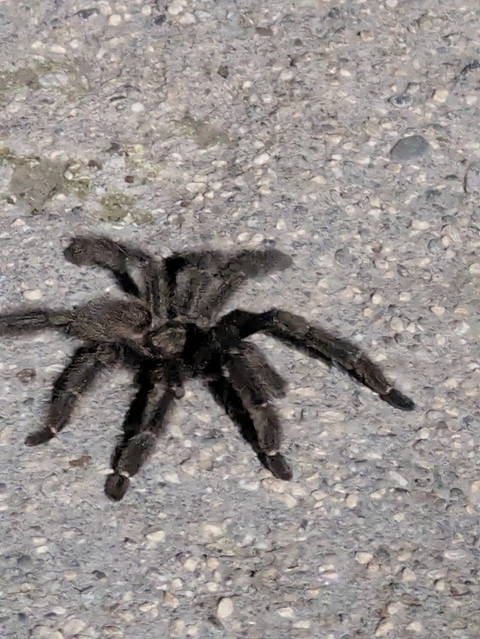 Close-up view of a tarantula on a textured surface.