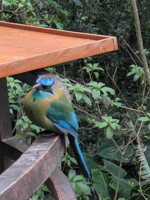 Colorful bird perched on a wooden surface.