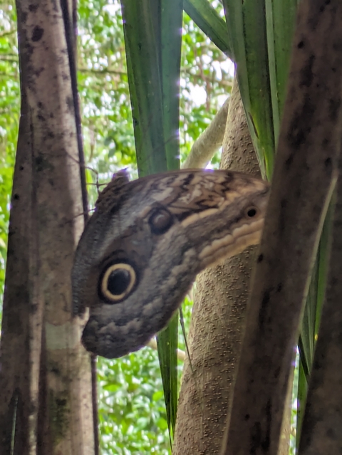 Blurry close-up view of a moth on a tree.