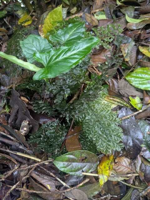       Close-up of tropical plants with water droplets.
  