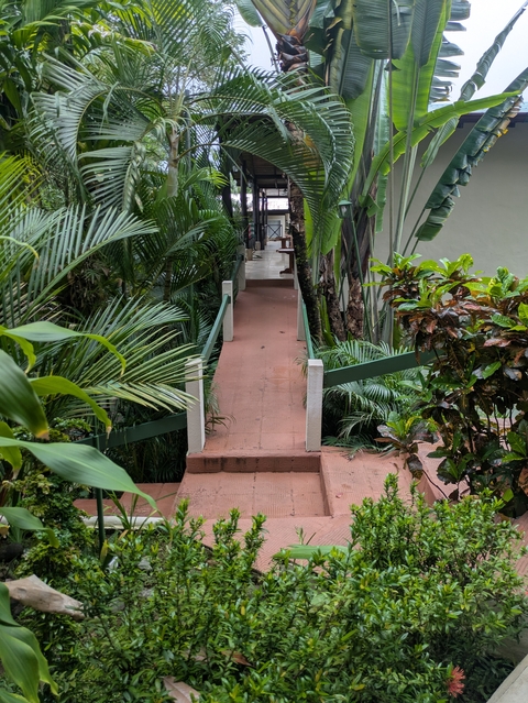 Walkway surrounded by lush tropical plants.