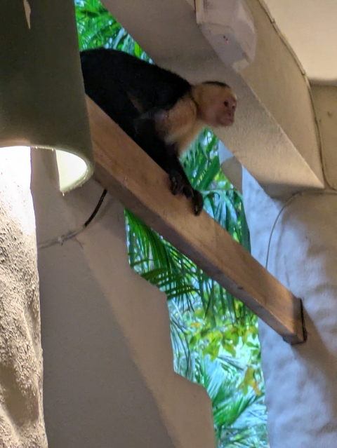       Difficult to identify image, possibly an animal partial view.
  